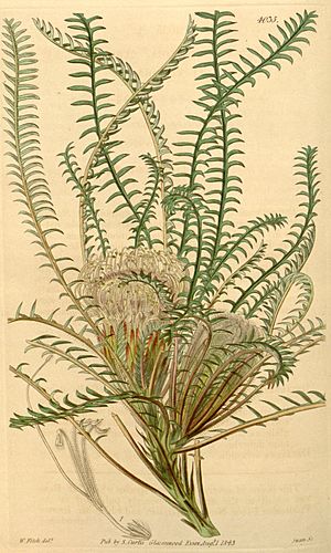 Botanical Magazine 4035 Dryandra arctotidis(pl).jpeg
