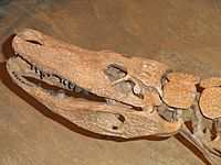 Brachychampsa sp. - Natural History Museum of Utah - DSC07244.JPG