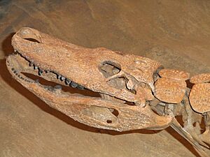 Brachychampsa sp. - Natural History Museum of Utah - DSC07244