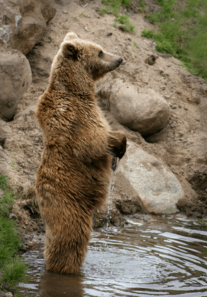 Brown bear (Ursus arctos arctos) standing