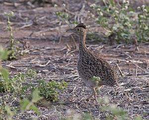 Brushland Tinamou.jpg