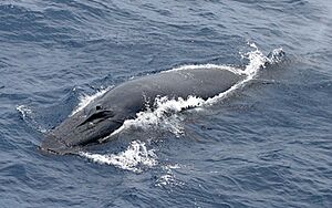Brydeswhale sophiewebb-swfsc-star2006