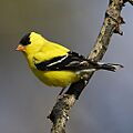 Carduelis-tristis-002.jpg