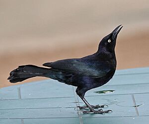 Carib Grackle Male