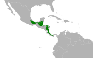 Caryothraustes poliogaster map.svg