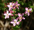 Centaurium erythraea 220603