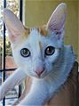 Central heterochromia cat
