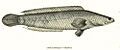 Channa striata Thomas