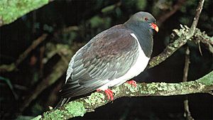 Chatham Island Pigeon (Hemiphaga chathamensis).jpg