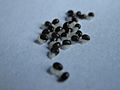 Chelidonium majus seeds