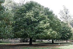 Chestnut tree.jpg