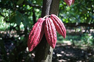 Cocoa Sambirano