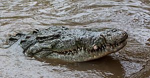 Crocodylus acutus head