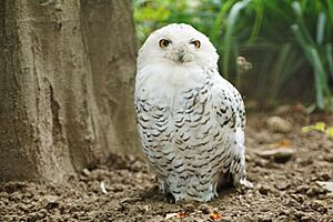 Cross-eyed owl