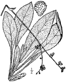 Cynoglossum virginianum var boreale
