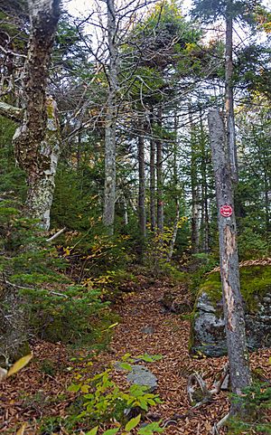 Devil's Path in boreal forest near summit of West Kill Mountain, Spruceton, NY
