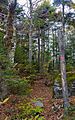 Devil's Path in boreal forest near summit of West Kill Mountain, Spruceton, NY