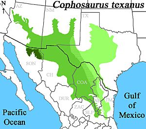 Distribution of Cophosaurus texanus II