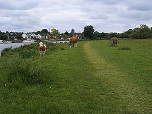 Dumsey Meadow - geograph.org.uk - 853571.jpg