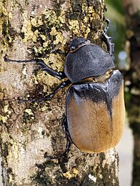 Dynastes hercules (female)