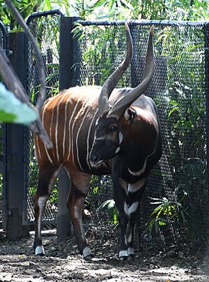 Eastern bongo 001