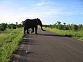 Elephant crossing the road in Kruger National Park