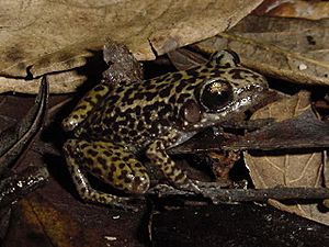 Eleutherodactylus ricordii02.jpg