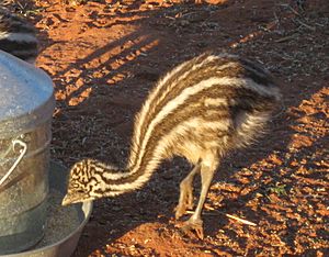 Emu chick on Angas Downs