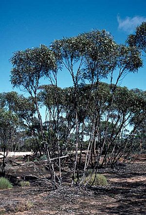 Eucalyptus balladoniensis habit.jpg