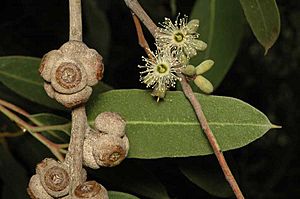 Eucalyptus bensonii.jpg