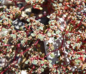 Euphorbia micromera 2.jpg