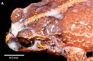 Eupsophus vertebralis (cropped).jpg