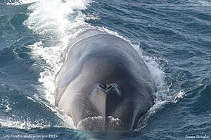 Finwhaleapproach