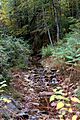 Fisher Run looking upstream