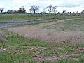 Flagship Diamond Wood, Leicestershire - distant hedgerow