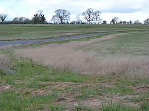 Flagship Diamond Wood, Leicestershire - distant hedgerow