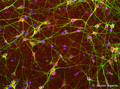 Gabaergic Neurons