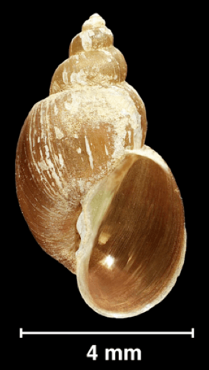 Galba schirazensis shell