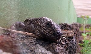 Gallotia simonyi Facts for Kids