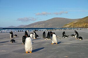 Gentoo-Colony