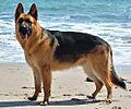 German Shepherd - DSC 0346 (10096362833)
