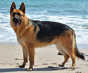 German shepherd shop around kids