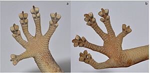 Golden gecko dorsal view of hands and feet 02