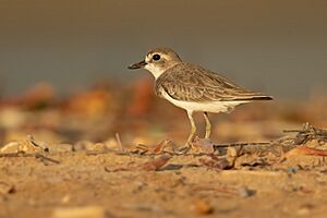 Greater Sand Plover 1 - Lee Point.jpg