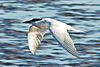 Gull-billed Tern.jpg
