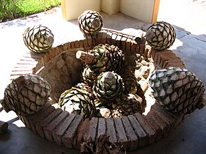 Hearts of tequila agaves