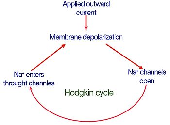 Hodgkin-Cycle
