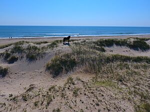 Horse on 4x4 Beach Outer Banks