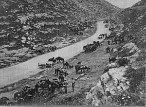 IWM Q12833 Australian 1st Light Horse Brigade resting on the road between Jerusalem and Latron 1918