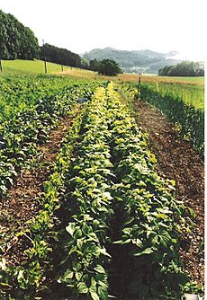 Ifenthal Hof Haselweid Demeter-Gemüsegarten von Süden